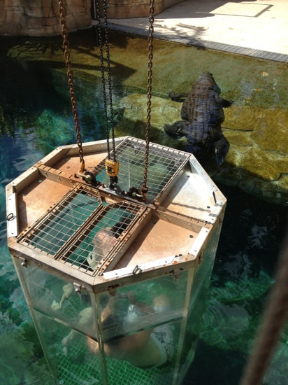 Crocosaurus Cove景点图片