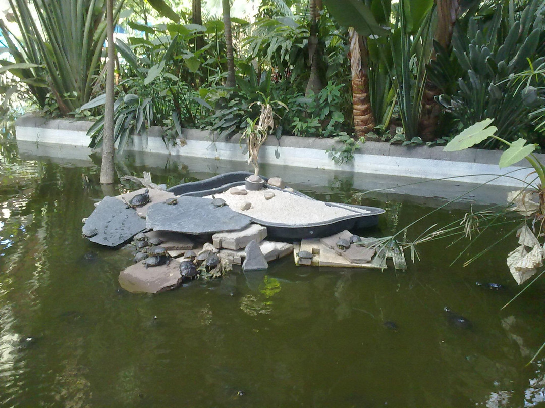 阿托查火车站-马德里必去景点