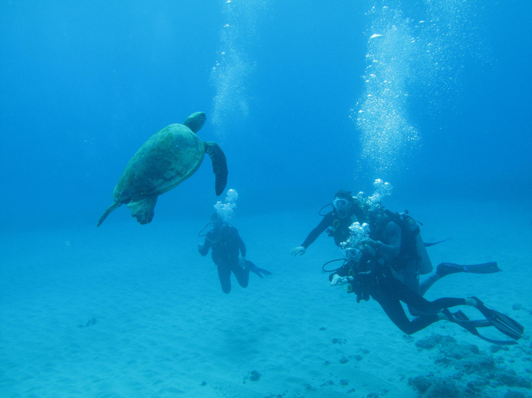Living Ocean Tours-火奴鲁鲁必去景点
