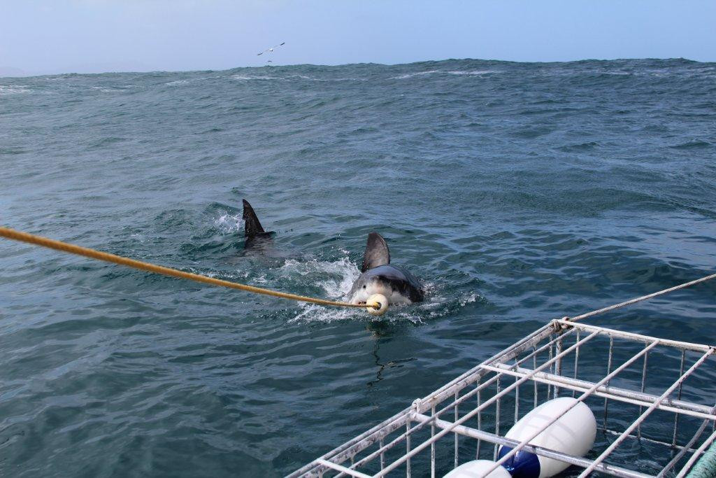 Great White Shark Tours-干斯拜必去景点