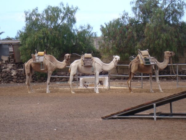 Camel Park-阿罗纳必去景点