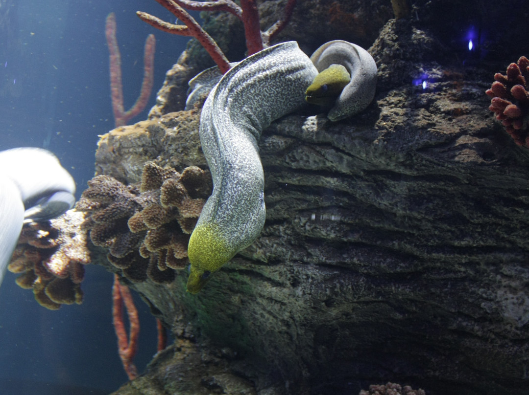 Sharjah Aquarium