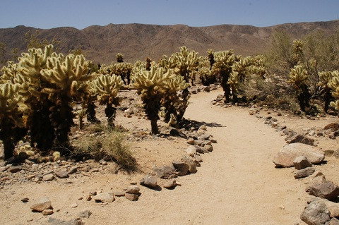 Cholla Cactus Garden-约书亚树国家公园必去景点
