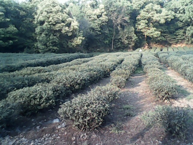 孤山-杭州市必去景点