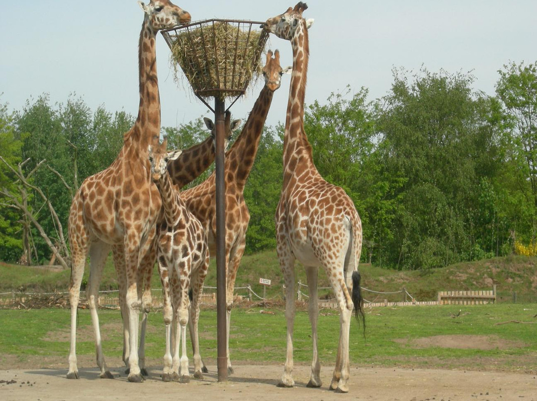 Beekse Bergen Safari Park-希尔法伦贝克必去景点