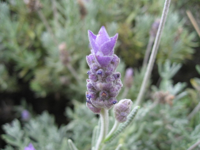 Alii Kula Lavender-库拉必去景点