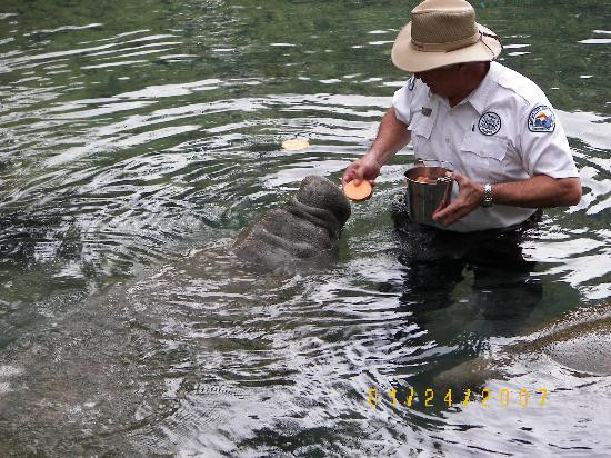 Ellie Schiller Homosassa Springs Wildlife State Park-Homosassa Springs必去景点
