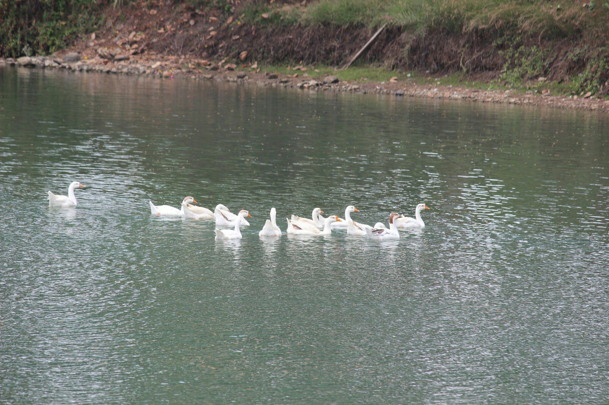 Mirasol Lake And Restaurant-餐饮