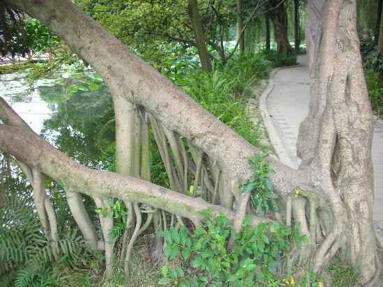 棠湖公园-双流县必去景点