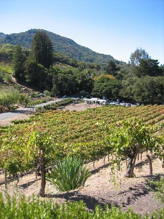 Benziger Family Winery景点图片