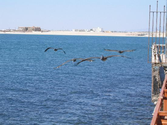 Old Port-佩纳斯科港必去景点