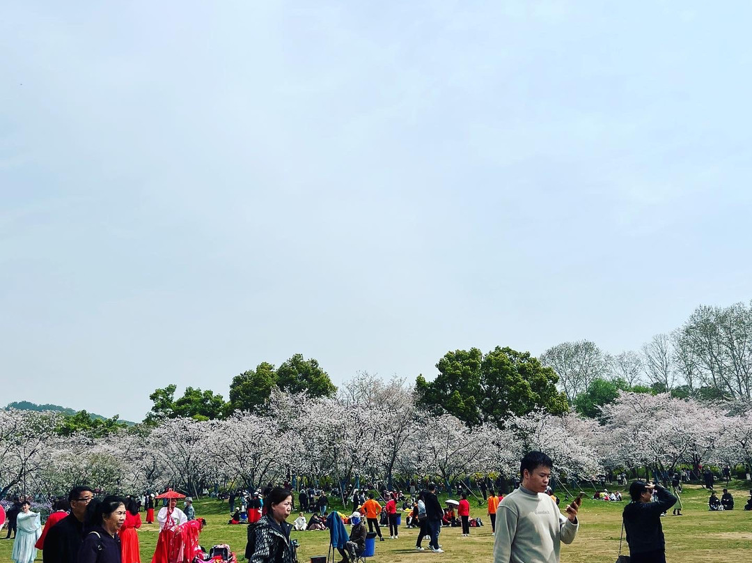 武汉东湖磨山樱园-武汉市必去景点