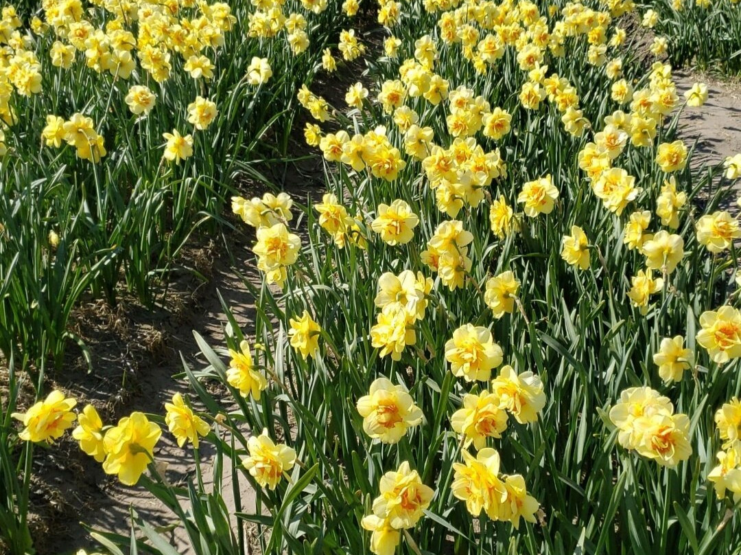 The Flower Bulb Region-利塞必去景点