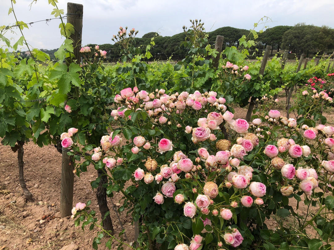 Vignoble du Clos des Roses景点图片