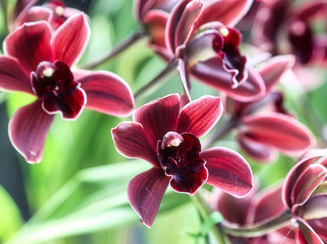Tochigi Flower Center-栃木市必去景点