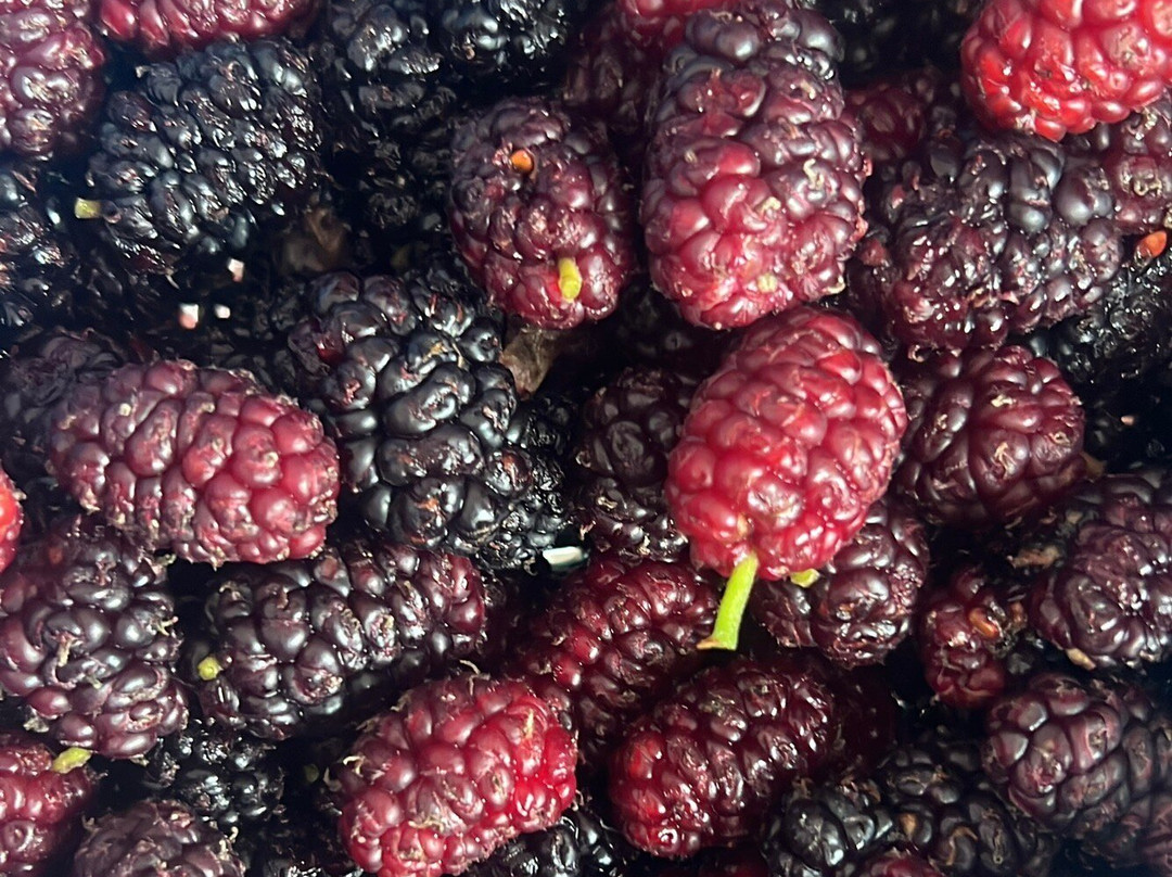 Explore Thirasia E-Mountain Bike-锡拉夏岛必去景点