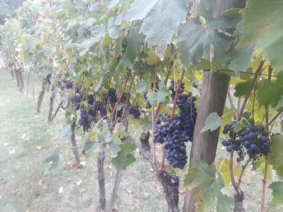 AZIENDA AGRICOLA VILLA I CIPRESSI景点图片