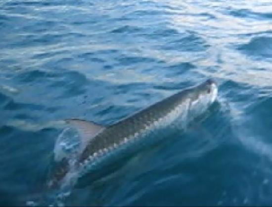 Wayne Gatling Guide Service-Rock Hall必去景点