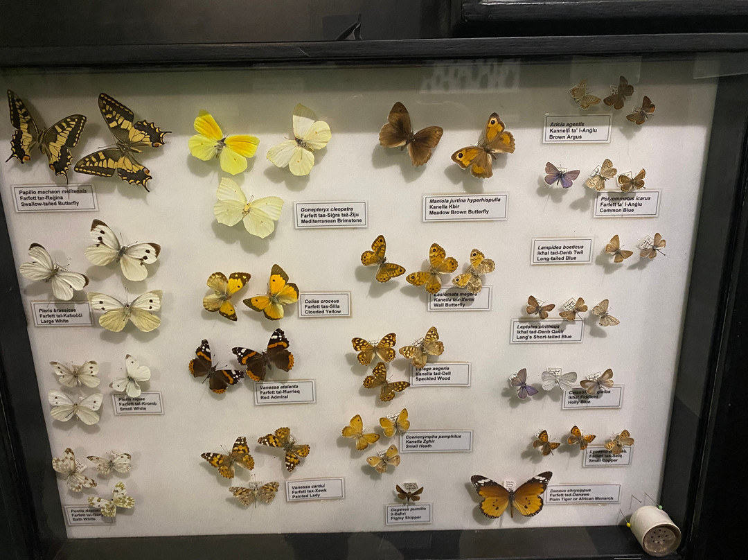 National Museum of Natural History-姆迪纳必去景点