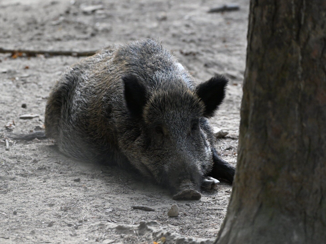 Parc Naturel de Boutissaint景点图片