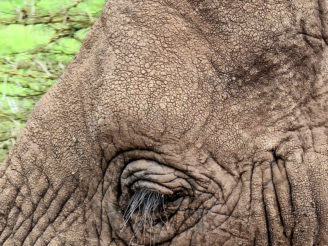 Volcano Tanzania Adventures-阿鲁沙必去景点