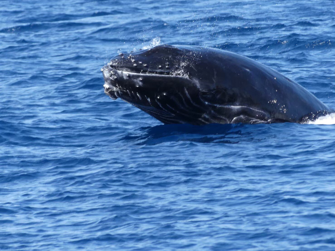 Chichijima Island-小笠原村必去景点