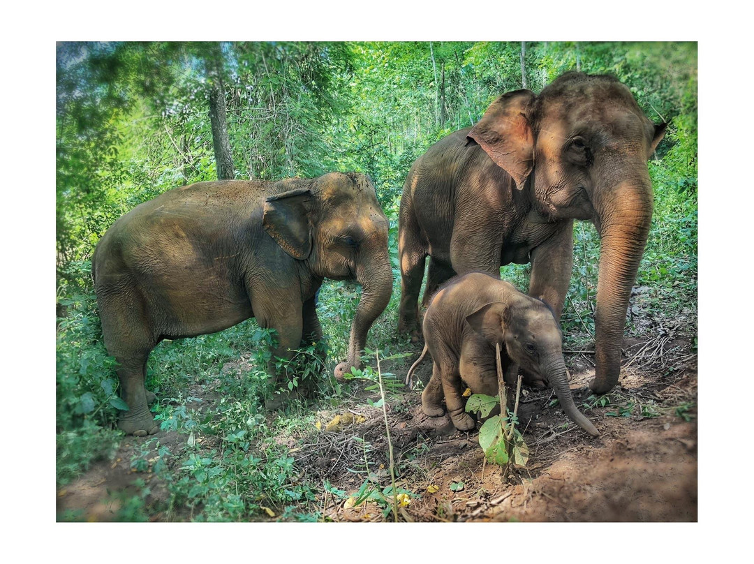 Win Elephant Sactuary Chiang Mai