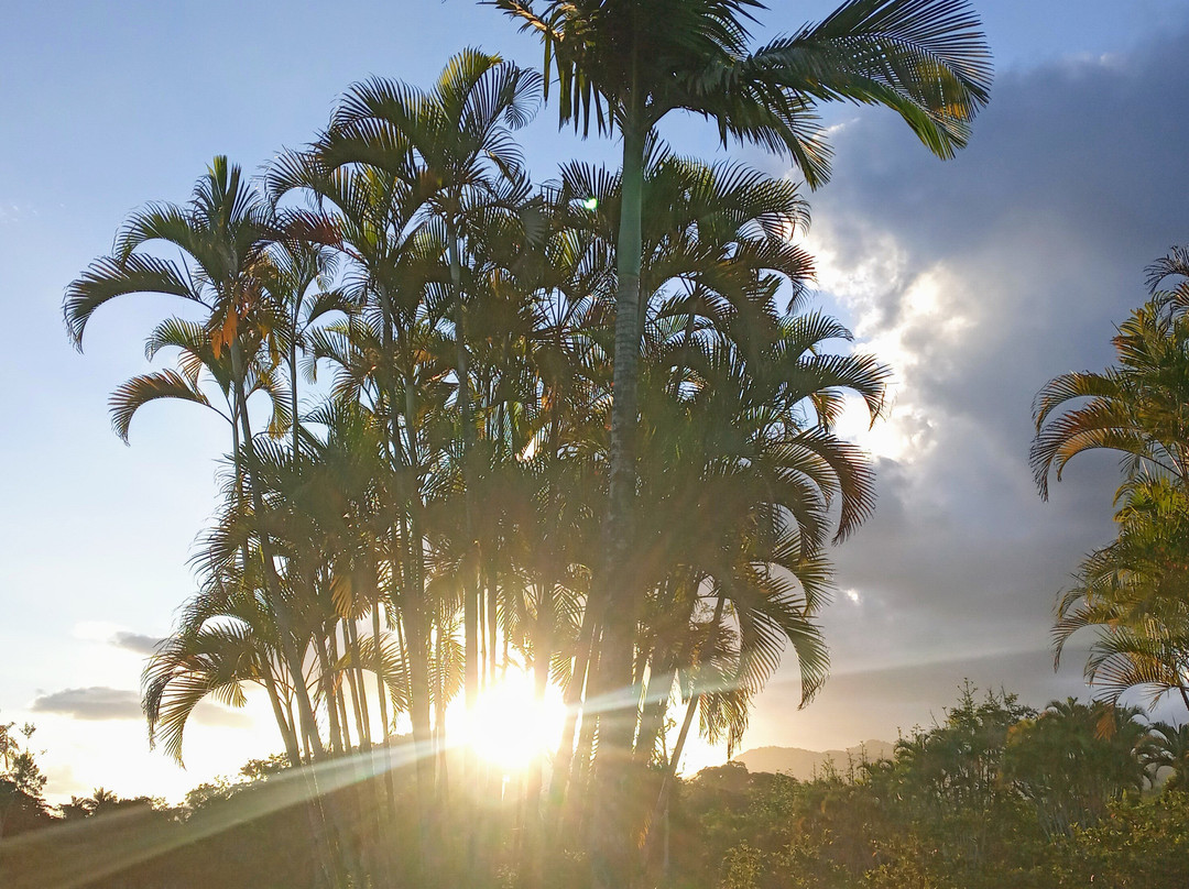 Timbó Botanical Garden-Timbo必去景点