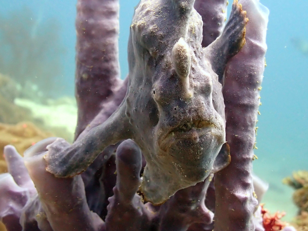 Double Deep diving center-诺西贝必去景点