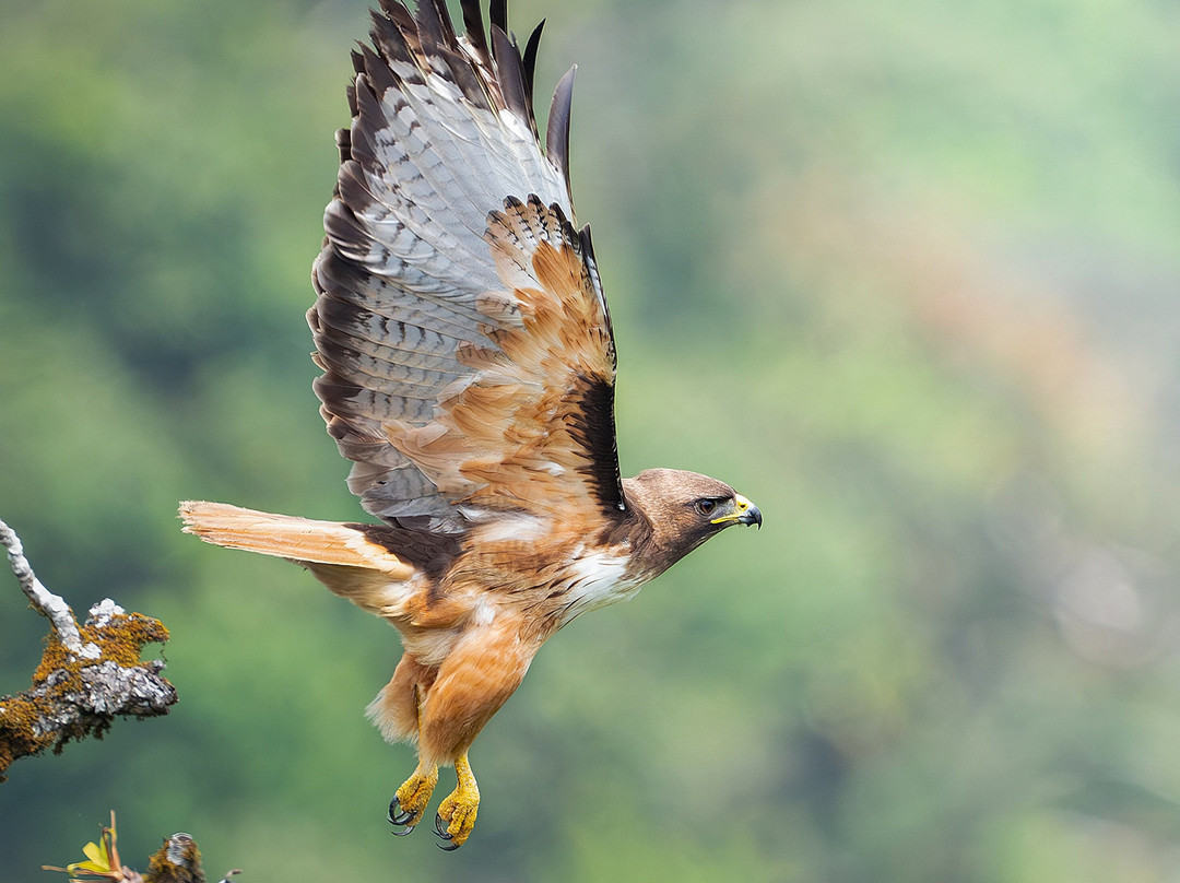 Feather Hunters CR-彭塔雷纳斯必去景点