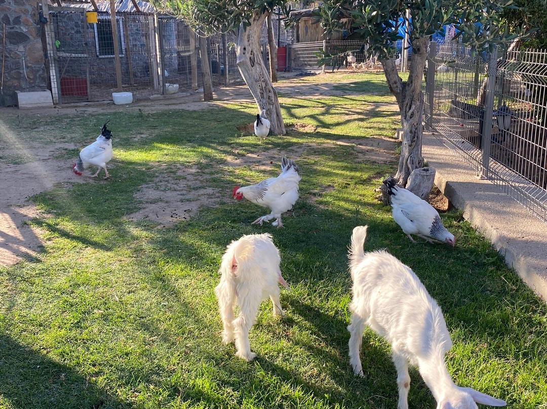 Assos Alis Farm Boutique Hotel & Spa主图