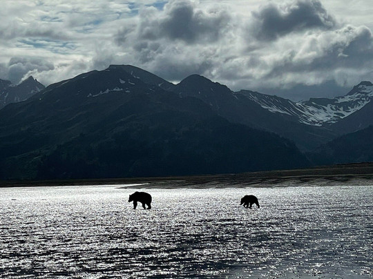 Scenic Bear Viewing-荷马必去景点