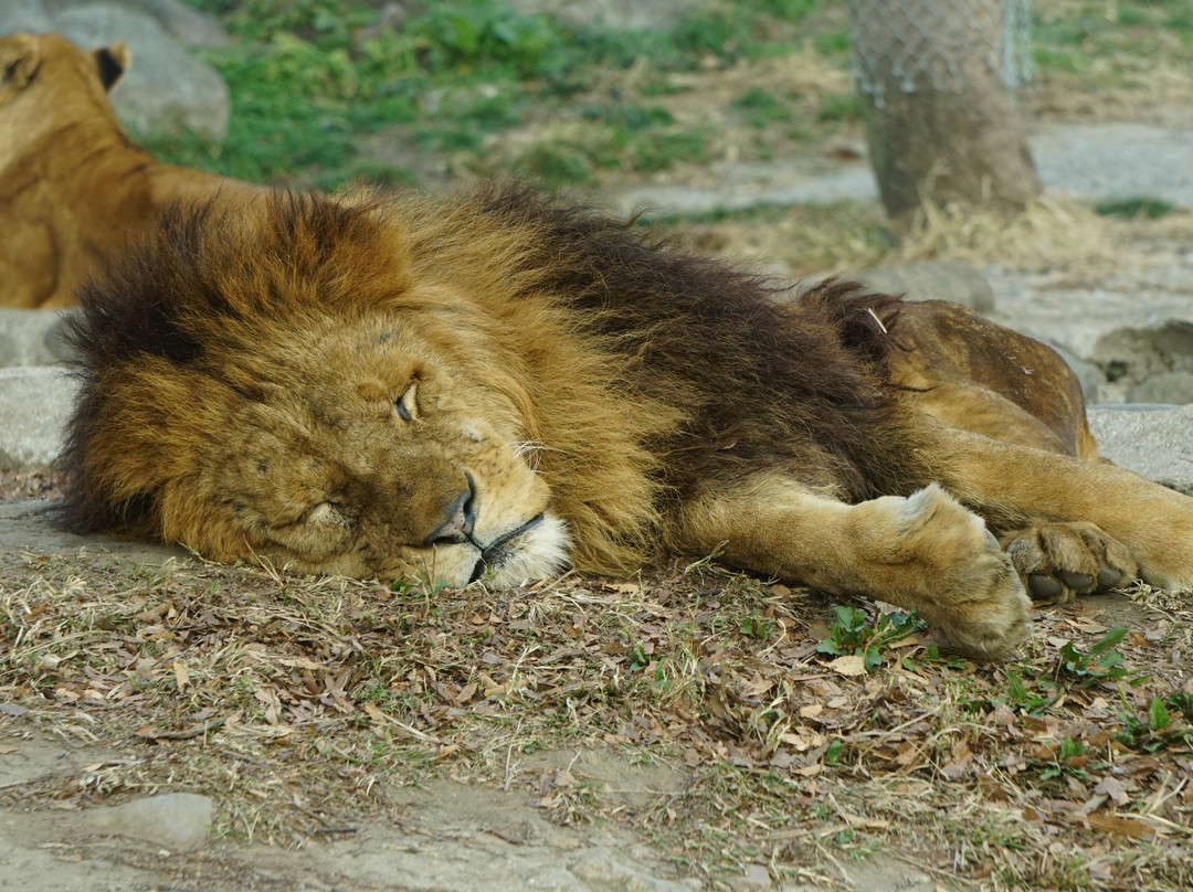 African Safari-宇佐市必去景点