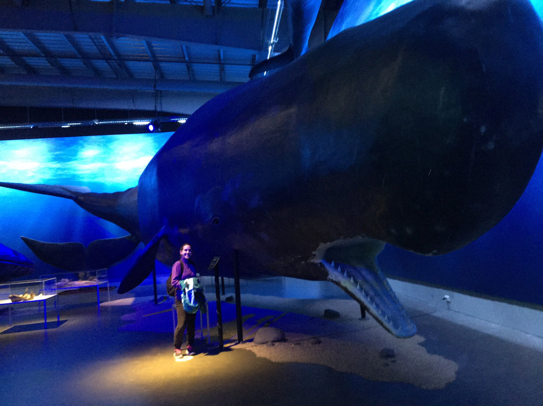 冰岛之鲸-雷克雅未克必去景点