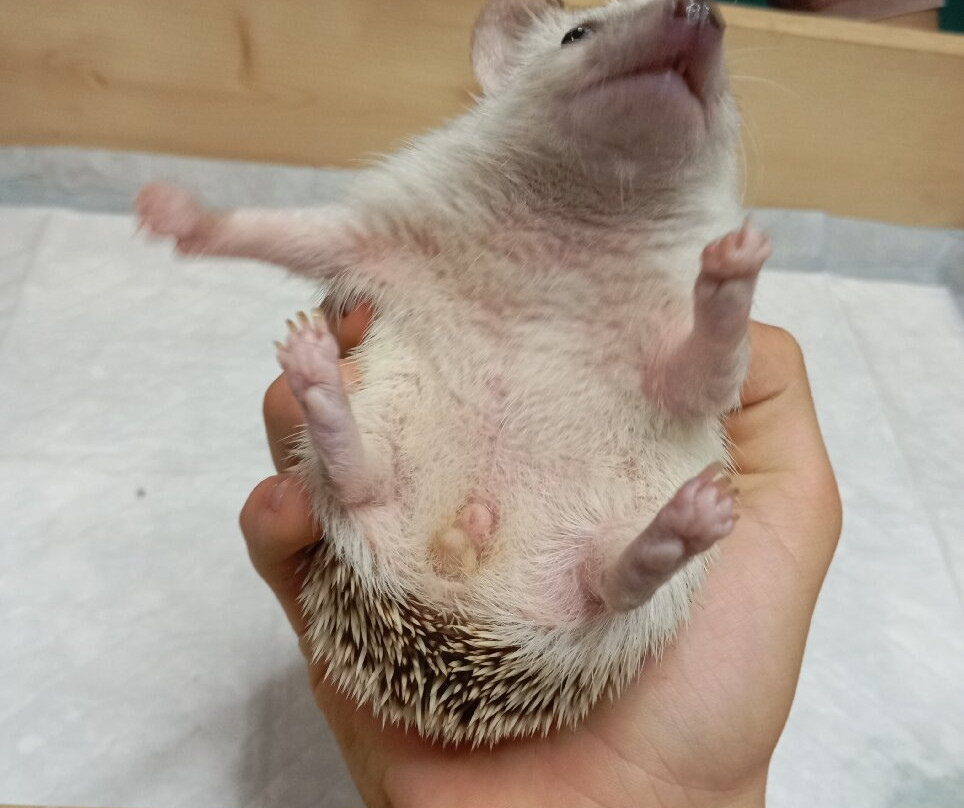 Yezheminutka-莫斯科必去景点