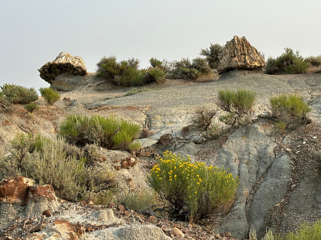 Petrified Forest Loop景点图片