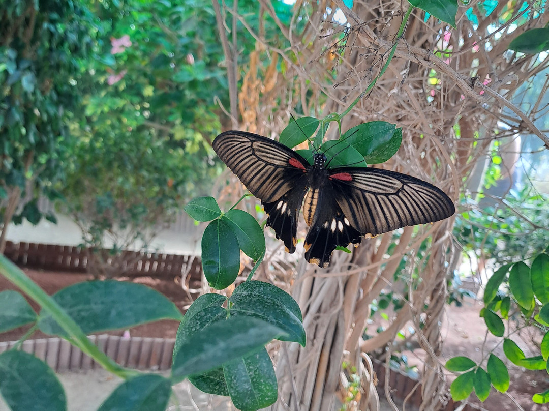 Mariposario de Níjar S.L-Nijar必去景点