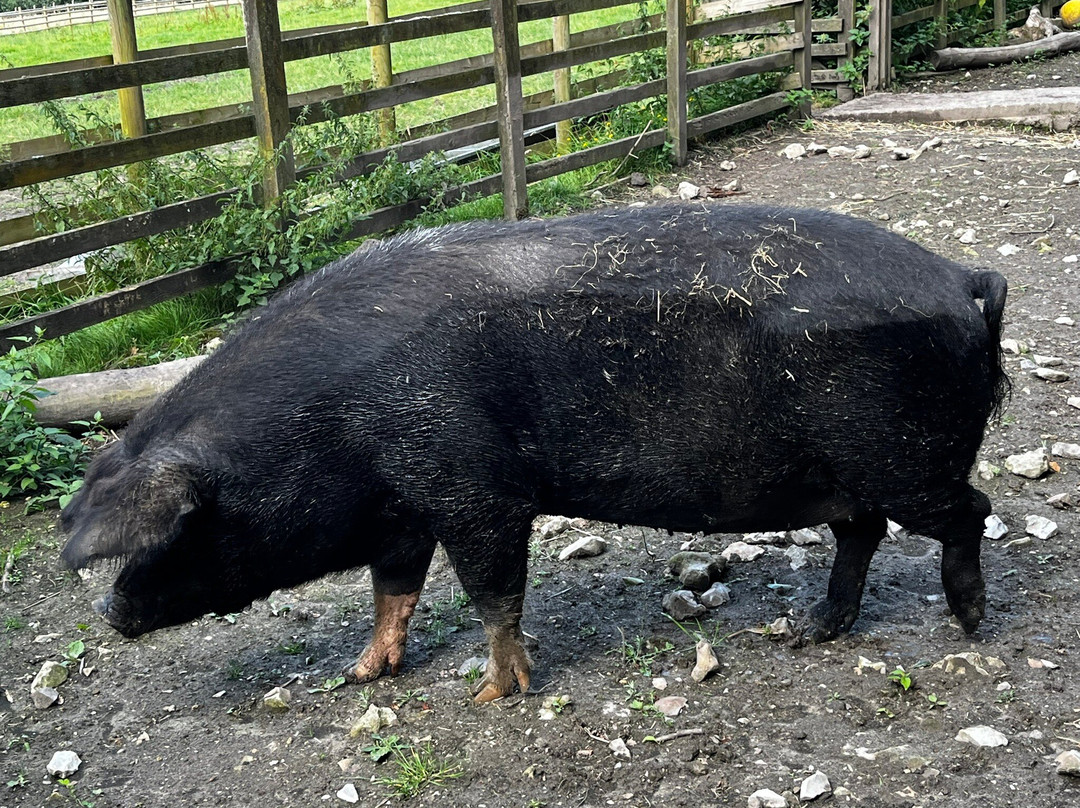 Ferne Animal Sanctuary-Chard必去景点