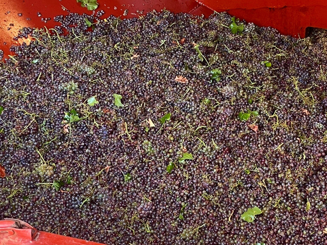 Jonquères D'Oriola Vignobles景点图片