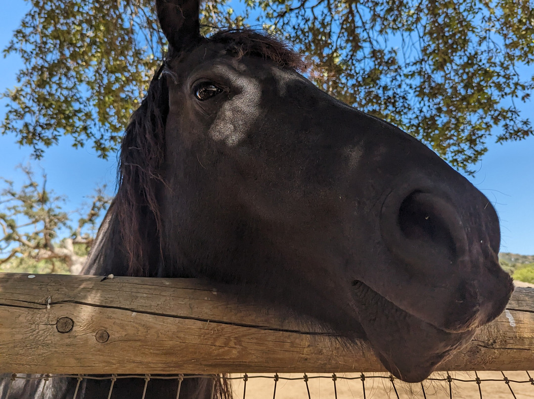 Alpine Acres Sanctuary Farm-Alpine必去景点