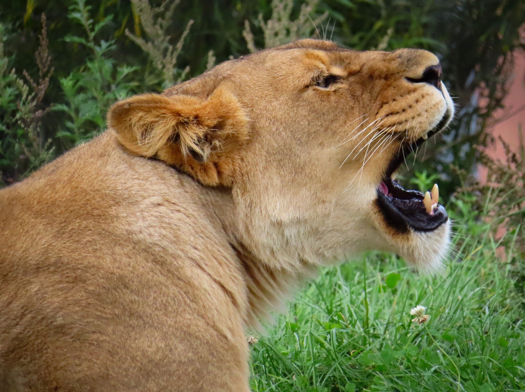 Zoo de Granby-Granby必去景点