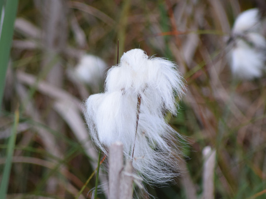 Galway's Living Bog-Mountbellew必去景点