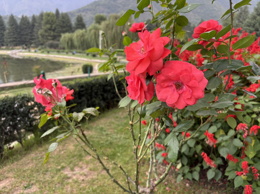 Jawaharlal Nehru Memorial Botanical Gardens-斯利那加必去景点