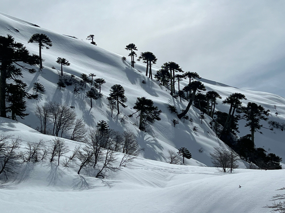 Javier Embry - Mountain Guide-Malalcahuello必去景点