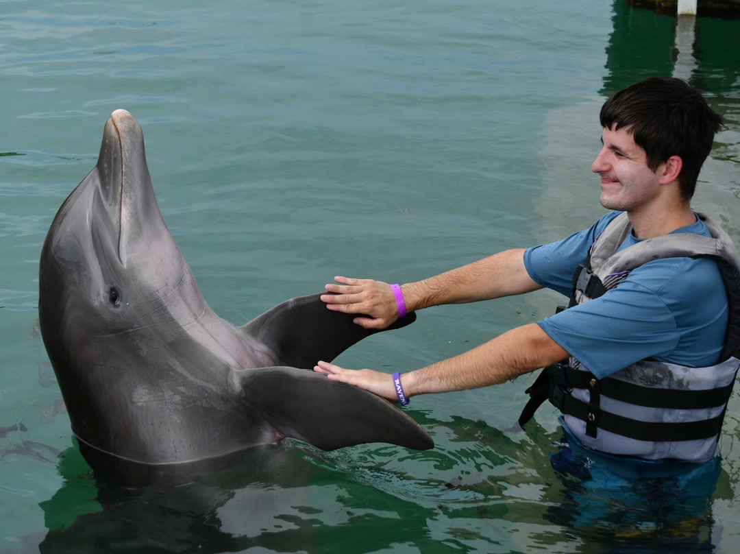 Dolphin Connection景点图片