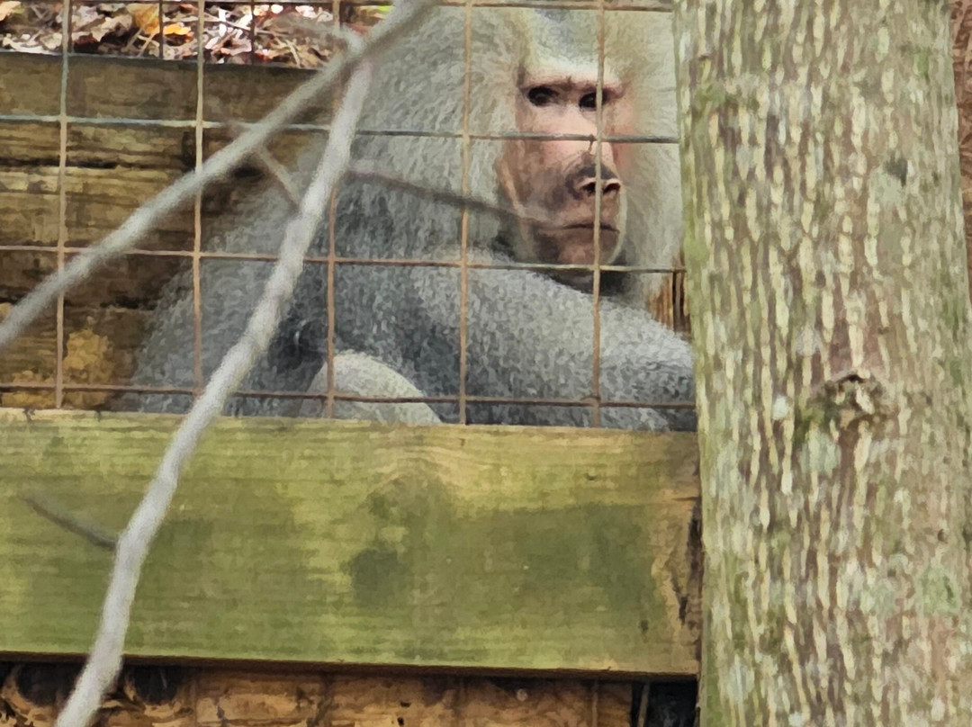 Creation Kingdom Zoo-Gate City必去景点