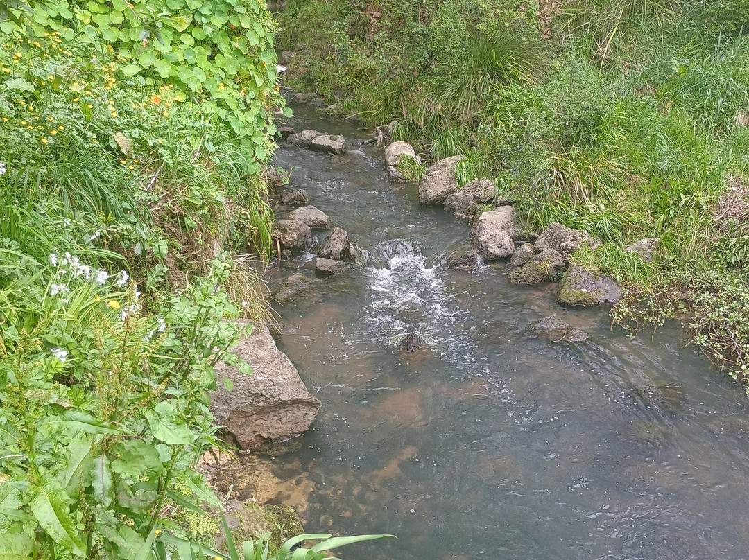 Oakley Creek Walkway-奥克兰中心地区必去景点