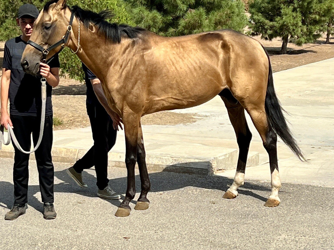 Ashgabat hippodrome-阿什哈巴德必去景点