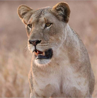 Ross Willows, Bespoke Travel-德班必去景点