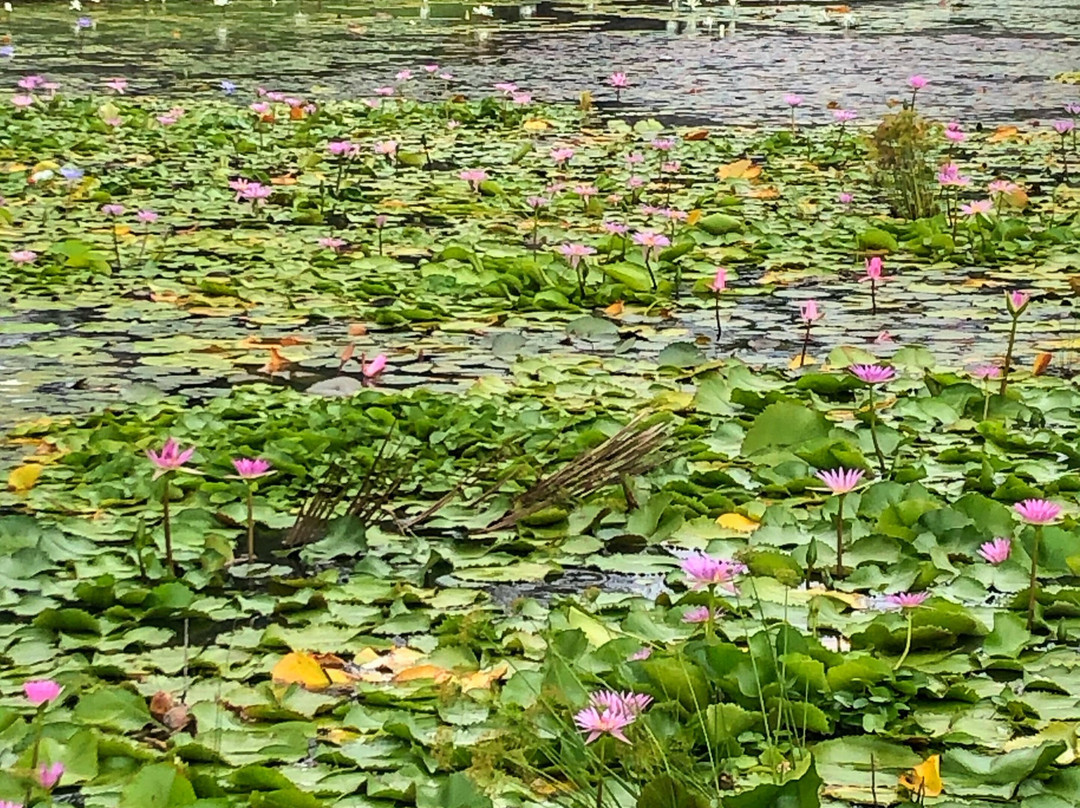 Arts Village-太平洋港必去景点